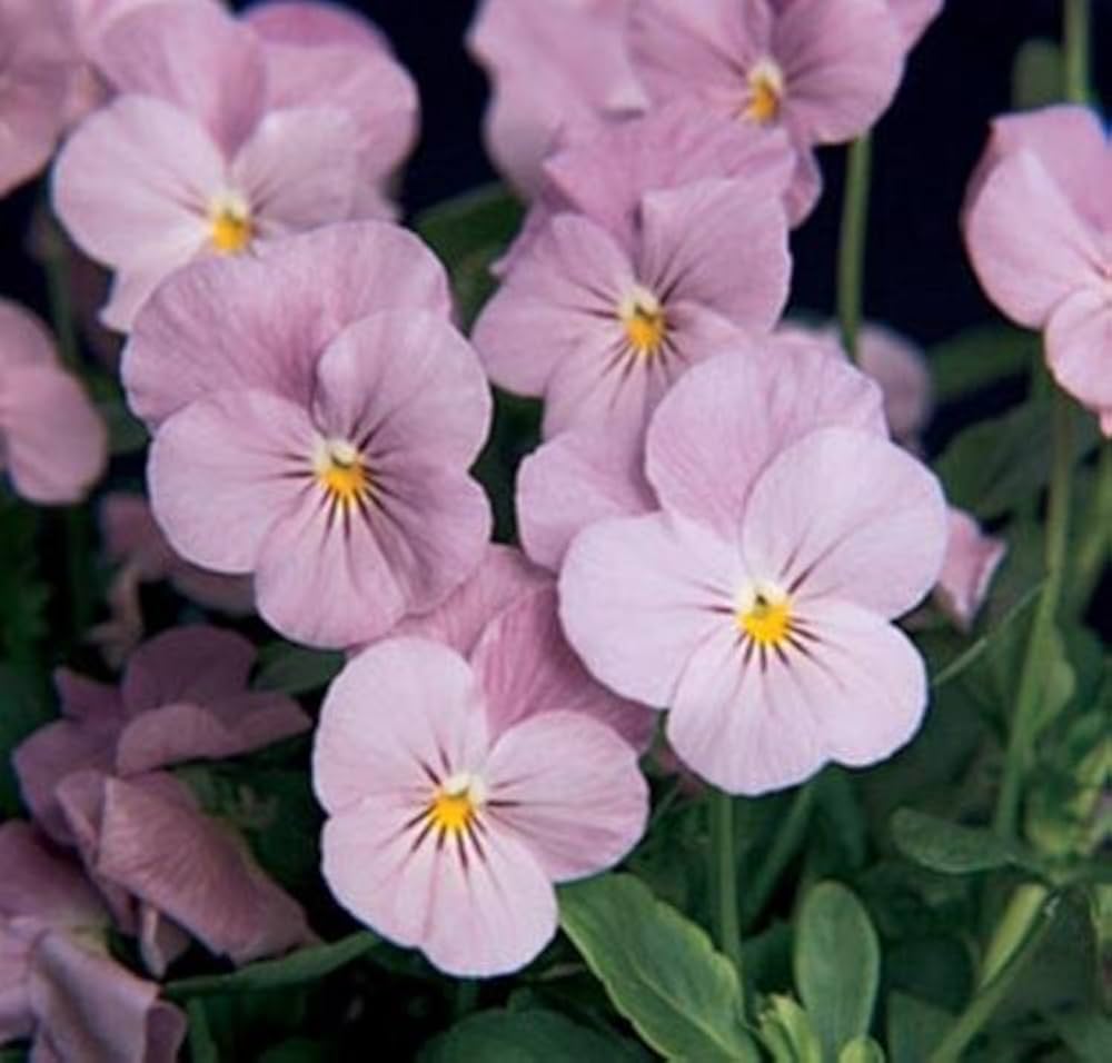 Viola (Sorbet ‘Lilac Ice’ flower) for planting in garden